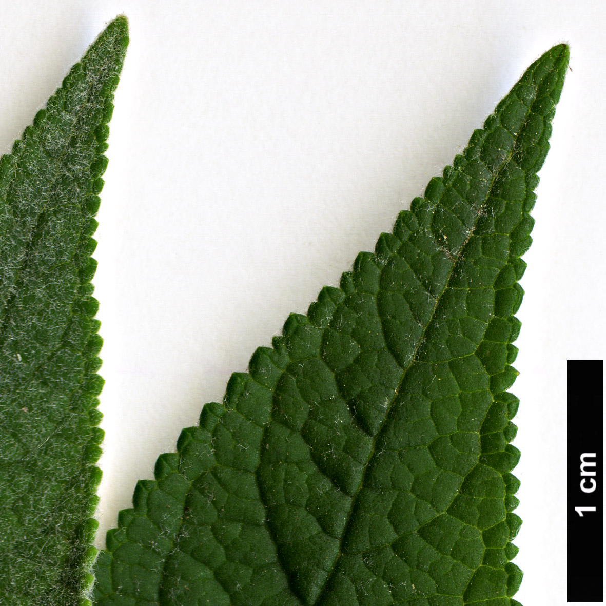 High resolution image: Family: Scrophulariaceae - Genus: Buddleja - Taxon: ×weyeriana (B.davidii × B.globosa)